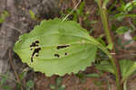 Florida cacalia